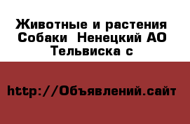 Животные и растения Собаки. Ненецкий АО,Тельвиска с.